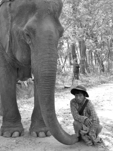 A happy elephant with his mahout