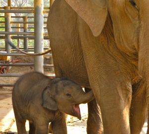 There are over 50 elephants at the preserve, this little guy was only a few months old 