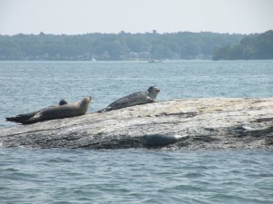 Spotting seals on where else, Seal Rocks