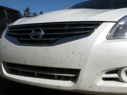This is what 5,000 miles of dead bugs looks like 
